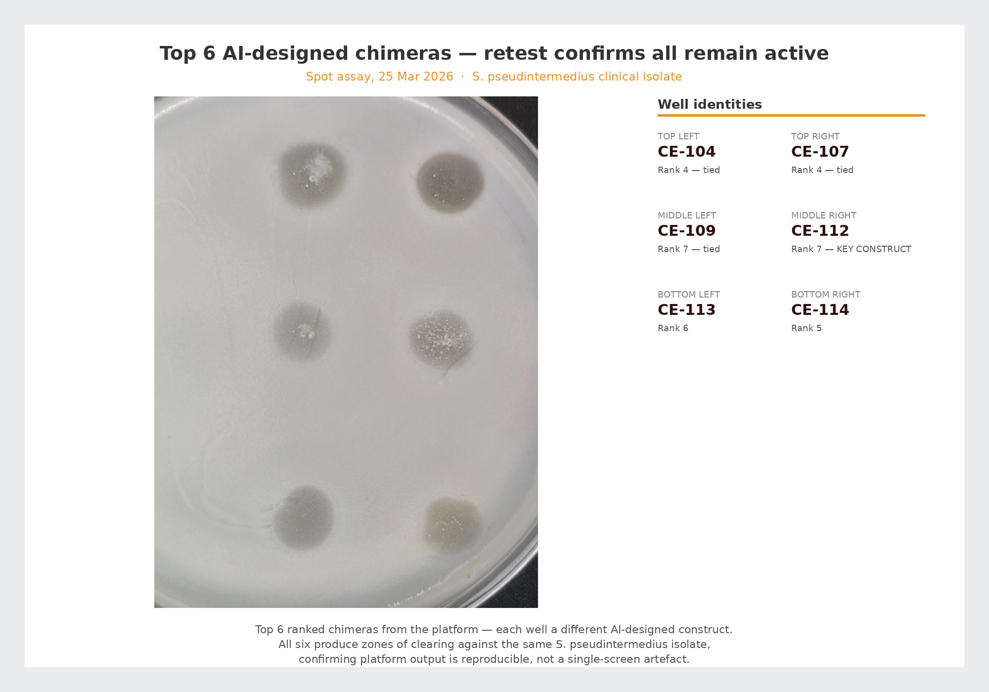 Agar plate showing six wells, each containing a different AI-designed chimeric endolysin construct, with visible zones of clearing confirming lysis of S. pseudintermedius