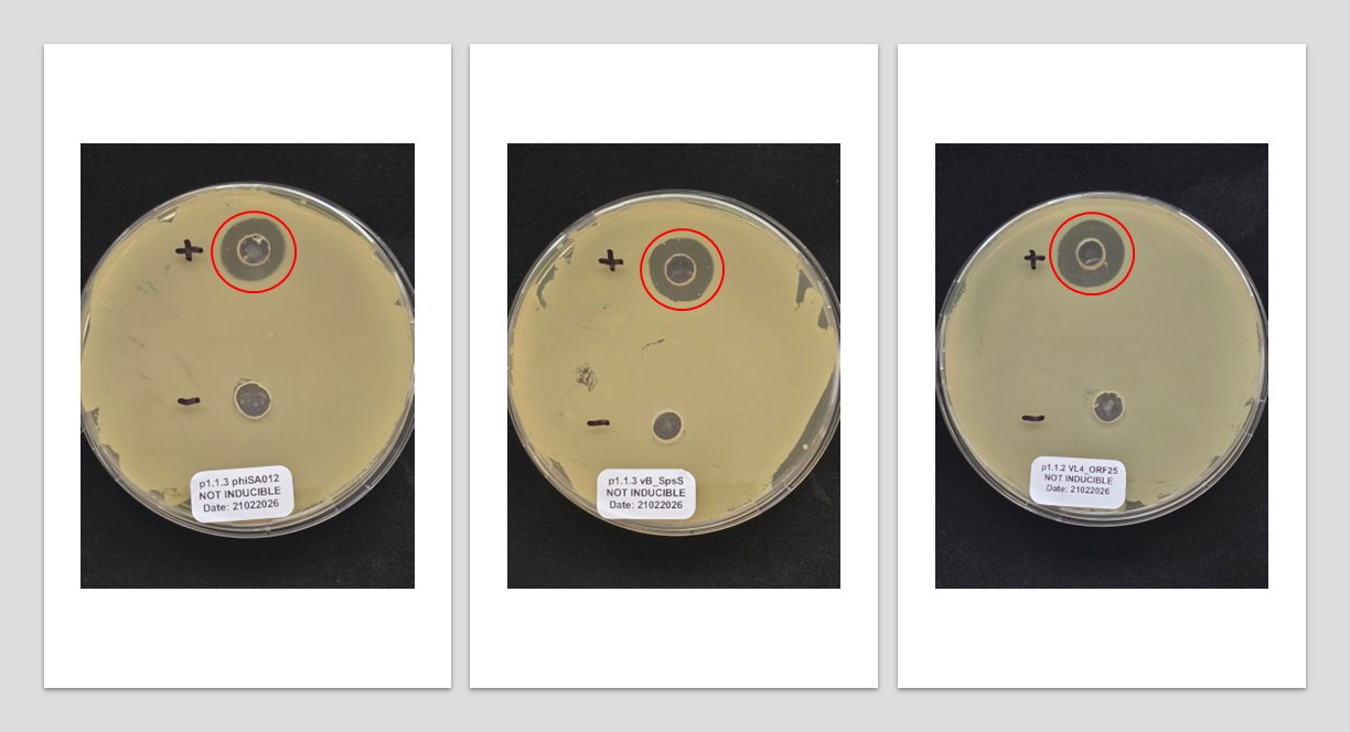 Three agar plates showing zones of clearing from phiSA012, vB_SpsS, and VL4_ORF25 endolysins against S. pseudintermedius